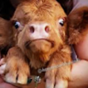 Meet your Posher, Kailina